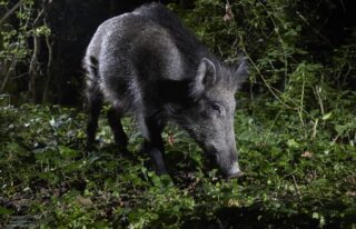 Camera Trap C