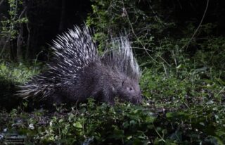 Camera Trap C