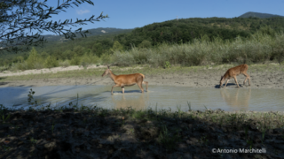 Camera Trap Kit con Sony alfa 7 III