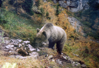 Orso - Adamello Brenta