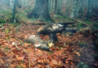 aquila - Uniud