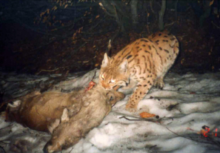 lince - Uniud - Prealpi Giulie