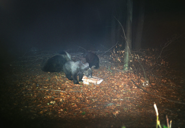 Orso - Adamello Brenta