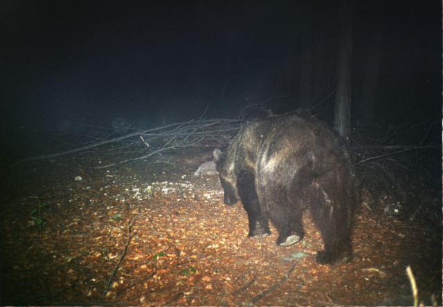 Orso - Adamello Brenta