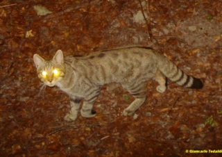 Gatto Selvatico - G. Tedaldi