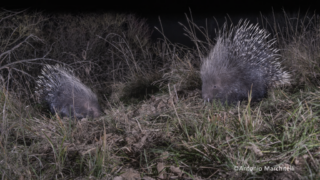 Camera Trap Kit con Sony alfa 7 III