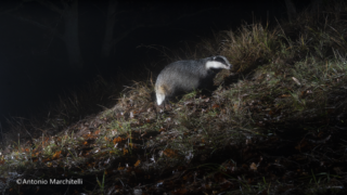 Camera Trap Kit con Sony alfa 7 III