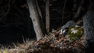 Camera Trap Kit con Sony alfa 7 III
