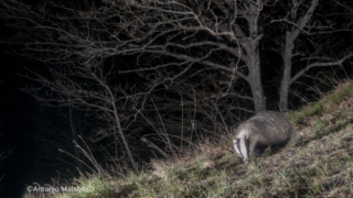 Camera Trap Kit con Sony alfa 7 III