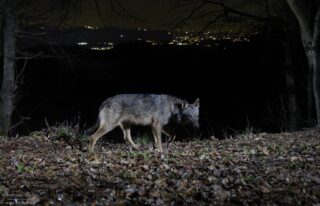 Camera Trap C