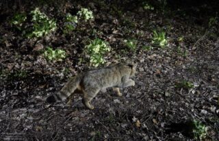 Camera Trap C