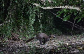 Camera Trap C