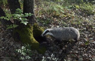 Camera Trap C