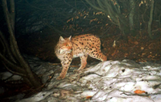 lince - Uniud - Prealpi Giulie