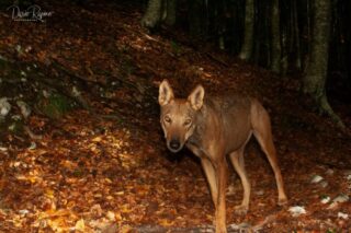 Camera Trap C