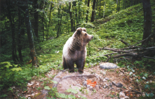 Orso - Adamello Brenta