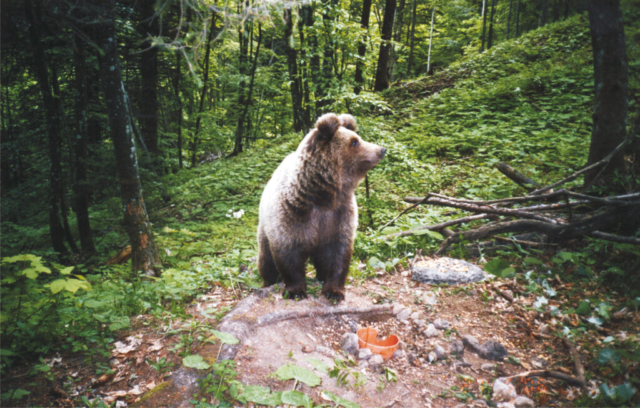 Orso - Adamello Brenta