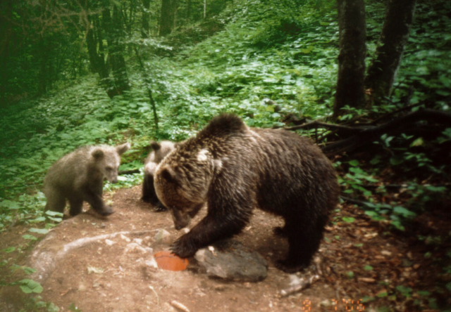 Orso - Adamello Brenta