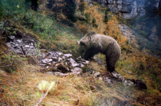 Orso - Adamello Brenta
